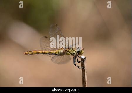 Weibliche Libelle mit Darter, lateinischer Name Sympetrum striolatum Stockfoto