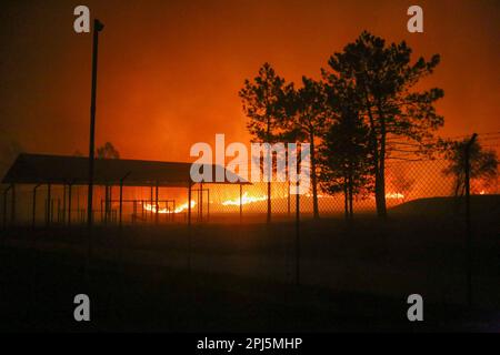 La Belga Baja, Spanien, 31. März 2023: Bei mehr als hundert Bränden in Asturien am 31. März 2023, in La Belga Baja, Spanien, greift ein Feuer auf das Land ein. Kredit: Alberto Brevers / Alamy Live News Stockfoto