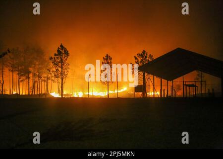 La Belga Baja, Spanien, 31. März 2023: Bei mehr als hundert Bränden in Asturien am 31. März 2023, in La Belga Baja, Spanien, greift ein Feuer auf das Land ein. Kredit: Alberto Brevers / Alamy Live News Stockfoto