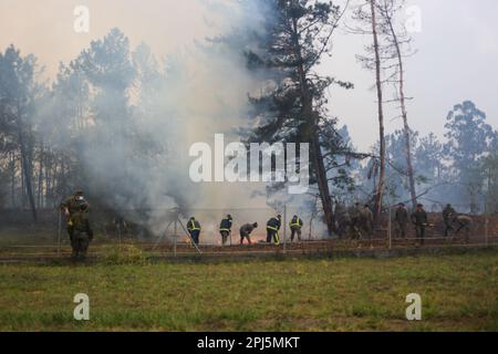 La Belga Baja, Spanien, 31. März 2023: Mehrere Soldaten versuchen, das Feuer während mehr als hundert Bränden in Asturien am 31. März 2023 in La Belga Baja, Spanien zu löschen. Kredit: Alberto Brevers / Alamy Live News Stockfoto