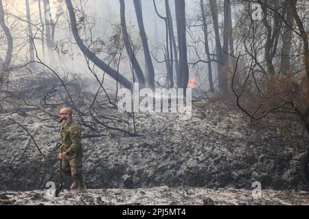 La Belga Baja, Spanien, 31. März 2023: Ein Soldat mit Schaufel während mehr als hundert Bränden in Asturien am 31. März 2023, in La Belga Baja, Spanien. Kredit: Alberto Brevers / Alamy Live News Stockfoto