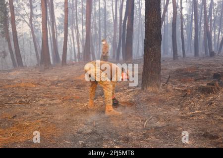 La Belga Baja, Spanien, 31. März 2023: Ein Soldat, der während mehr als hundert Bränden am 31. März 2023 in Asturien auf dem Boden hackte, in La Belga Baja, Spanien. Kredit: Alberto Brevers / Alamy Live News Stockfoto