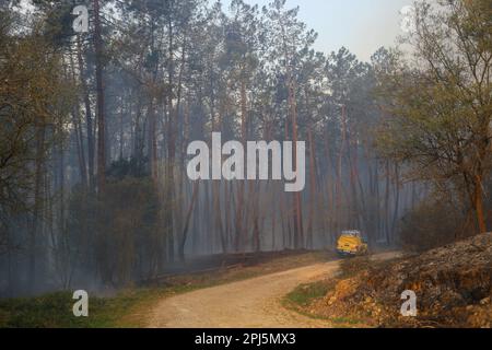 La Belga Baja, Spanien, 31. März 2023: Allgemeiner Schuss nach harten Stunden der Brandbekämpfung während mehr als hundert Bränden in Asturien am 31. März 2023, in La Belga Baja, Spanien. Kredit: Alberto Brevers / Alamy Live News Stockfoto