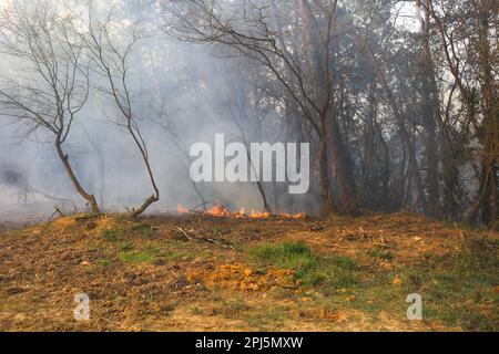 La Belga Baja, Spanien, 31. März 2023: Bei mehr als hundert Bränden in Asturien am 31. März 2023, in La Belga Baja, Spanien, traten kleine Brandspalten auf. Kredit: Alberto Brevers / Alamy Live News Stockfoto