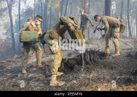 La Belga Baja, Spanien, 31. März 2023: Mehrere Soldaten gießen Wasser aus den Flaschen während mehr als hundert Bränden in Asturien am 31. März 2023, in La Belga Baja, Spanien. Kredit: Alberto Brevers / Alamy Live News Stockfoto