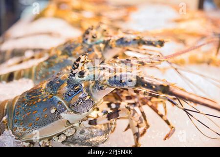 Ein Imbissstand in Chinatown in Bangkok in Thailand mit frischen Hummern auf Eis. Stockfoto