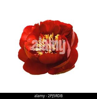 Rote Pfingstrose auf weißem Hintergrund Stockfoto
