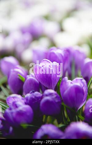 Full frame close up of purple Crocus flowers in Springtime with copy space Stockfoto