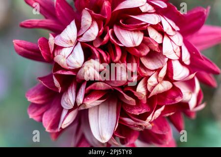 Makro-Nahaufnahme der rosafarbenen Chrysanthemen-Blume in Weiß. Wunderschöne Chrysanthemen-Blumen im Nahbereich. Stockfoto