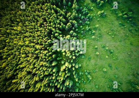 Drohnenfotografie grüner Nadelalpenbäume mit entwaldetem Gebiet. Wunderschöne Landschaft mit Bergwäldern und Grasfeldern nach der Entwaldung. Stockfoto