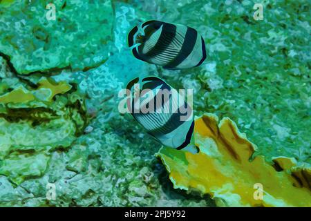 Digital erstelltes Aquarellgemälde von einem Paar Butterflyfish Chaetodon Striatus, das sich auf dem Korallenriff ernährt Stockfoto