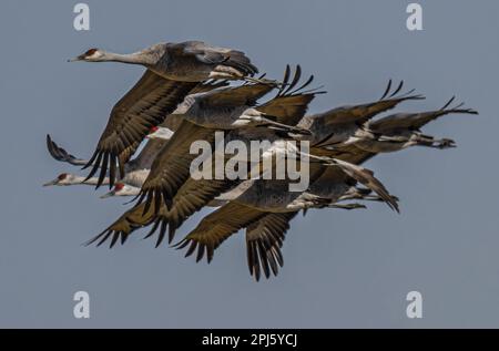 Sandhill-Kraniche (Antigone canadensis) im Flug Stockfoto