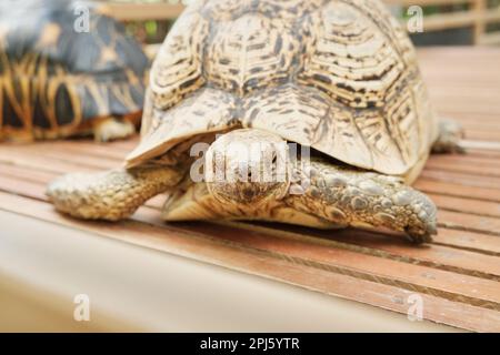 Astrochelys radiata oder Strahlenschildkröte ein gefährdetes Tier im Zoo Gembira Loka, Jogjakarta. Seltene braune Schildkröte. Exotisches Reptil. Stockfoto