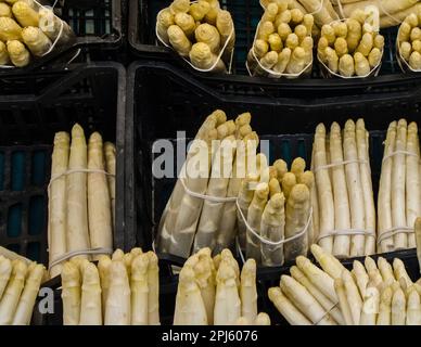 Weiße Spargelbündel auf dem Markt, Padua, Italien Stockfoto