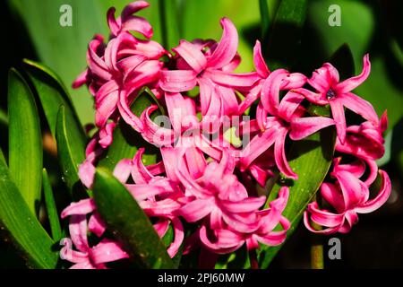 Rosafarbene Hyacinthus orientalis-Blütenmakro. Verschwommener, weicher, üppiger grüner Hintergrund. Frühlingsgartenblume. Selektiver Fokus. Schönheit in der Natur. Blütenblätter Stockfoto