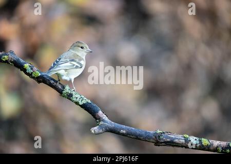Weiblicher Gemeiner Chaffinch (Fringilla Coelebs) auf einem Zweig – Yorkshire, Großbritannien (November 2022) Stockfoto