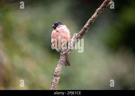 Männlicher Eurasian Bullfinch (Pyrrhula pyrrhula), der auf einem Ast sitzt - Yorkshire, Vereinigtes Königreich (September 2022) Stockfoto