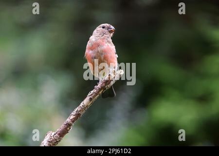 Junger männlicher Eurasischer Bullfink (Pyrrhula pyrrhula) mit erwachsenen Federn, die durch einen Ast kommen – Yorkshire, Großbritannien (September 2022) Stockfoto