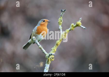 Europäischer Robin (Erithacus rubecula) im Winter, hoch oben auf einer Filiale - Yorkshire, Vereinigtes Königreich (Januar 2023) Stockfoto