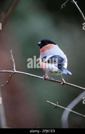 Rückansicht eines erwachsenen männlichen Eurasian Bullfinch (Pyrrhula pyrrhula) auf einem dünnen Ast – Yorkshire, Großbritannien (Januar 2023) Stockfoto