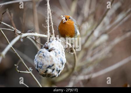 Europäischer Robin (Erithacus rubecula) isst hausgemachten Fettball - Yorkshire, Großbritannien (Januar 2023) Stockfoto