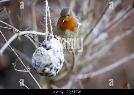 Europäischer Robin (Erithacus rubecula) isst hausgemachten Fettball - Yorkshire, Großbritannien (Januar 2023) Stockfoto