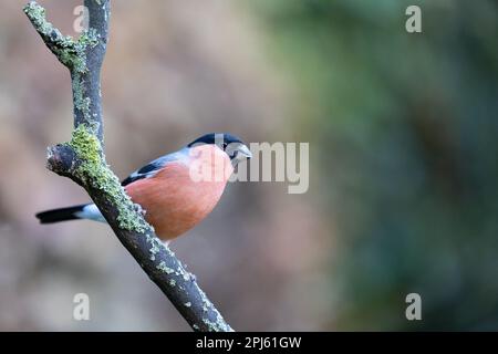 Männlicher Eurasian Bullfinch (Pyrrhula pyrrhula), männlich, hoch oben auf einem Zweig - Yorkshire, Großbritannien (November 2022) Stockfoto