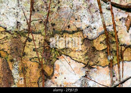 Deelemans Zweischwanzspinne (Hersilia deelemanae) aus dem Tanjung Puting Nationalpark, Kalimantan, Borneo. Stockfoto