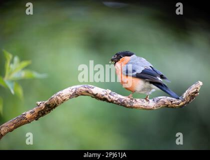 Männlicher Eurasian Bullfinch (Pyrrhula pyrrhula), der auf einem Ast sitzt - Yorkshire, Vereinigtes Königreich (September 2022) Stockfoto