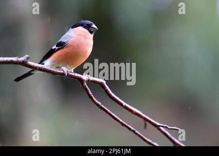 Männlicher Eurasian Bullfinch (Pyrrhula pyrrhula) bei leichtem Herbstregen – Yorkshire, Großbritannien (November (2022) Stockfoto