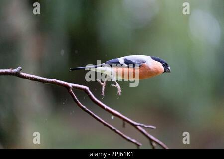 Männlicher Eurasian Bullfinch (Pyrrhula pyrrhula), der bei leichtem Herbstregen fliegt - Yorkshire, Großbritannien (November (2022) Stockfoto