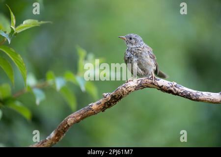 Junghund Dunnock (Prunella modularis), im Sommer auf einer Filiale mit grünem Hintergrund - Yorkshire, Großbritannien im August Stockfoto