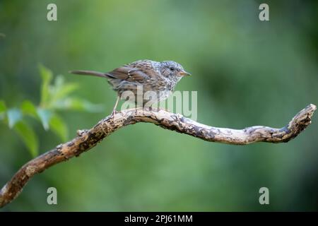 Junghund Dunnock (Prunella modularis), im Sommer auf einer Filiale mit grünem Hintergrund - Yorkshire, Großbritannien im August Stockfoto