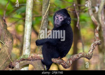 Junge zitierte Schwarze Makaken (Macaca nigra) im Naturschutzgebiet Tangkoko, North Sulawesi, Indonesien. Stockfoto