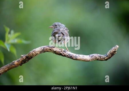 Junghund Dunnock (Prunella modularis), im Sommer auf einer Filiale mit grünem Hintergrund - Yorkshire, Großbritannien im August Stockfoto