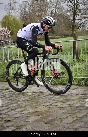 Oudenaarde, Belgien. 31. März 2023. Slowenischer Tadej Pogacar von Team Emirates der Vereinigten Arabischen Emirate, abgebildet bei den Vorbereitungen mehrerer Teams auf der Rennstrecke vor dem Radrennen Ronde van Vlaanderen/Tour des Flandres/Tour of Flanders, Freitag, den 31. März 2023. Die 107. Ausgabe des Radrennen findet am Sonntag, den 02. April, statt. BELGA PHOTO DIRK WAEM Credit: Belga News Agency/Alamy Live News Stockfoto