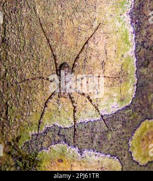 Lichen huntsman (Pandercetes sp.) Bewacht sein Nest. Foto von Tanjung Puting National Park, Kalimantan, Borneo. Stockfoto