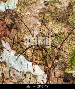 Lichen huntsman (Pandercetes sp.) Bewacht sein Nest. Foto von Tanjung Puting National Park, Kalimantan, Borneo. Stockfoto