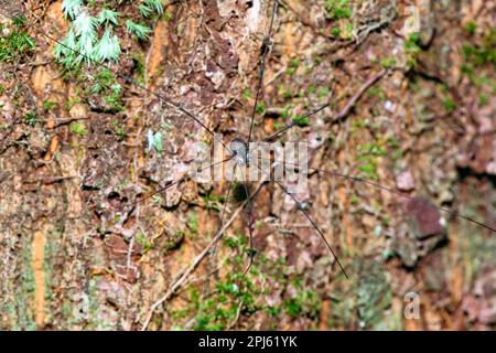 Unidentifizierter Erntemensch aus Tanjung Puting National Park, Kalimantan, Borneo, Indonesien. Stockfoto