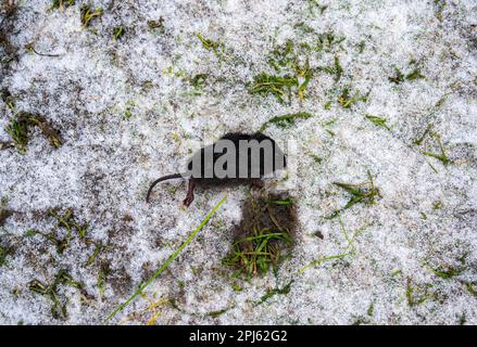 Körper einer toten Wühlmaus (Arvicola amphibius) Stockfoto