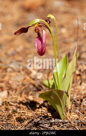 Ein pinkfarbener Damenschuh (Cypripedium acaule), der im Sonnenlicht im Norden Ontarios blüht. Stockfoto