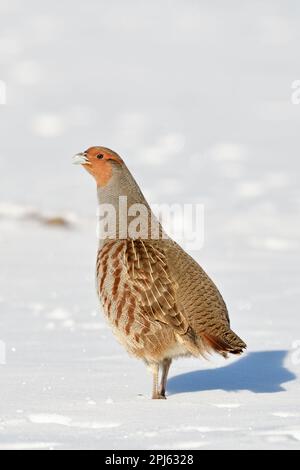 Der Hahn beobachtet... Graues Rebhuhn ( Perdix perdix ), wachsames Paar Rebhuhn im Schnee Stockfoto