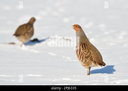 Der Hahn beobachtet... Graues Rebhuhn ( Perdix perdix ), wachsames Paar Rebhuhn im Schnee Stockfoto