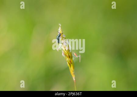 Zweifleckenkäfer ( Malachius bipustulatus ) auf einer grünen Pflanze Stockfoto