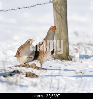 Henne und Hahn... Graue Rebhühner ( Perdix perdix ), Rebhühnchen mit deutlich sichtbaren Unterscheidungsmerkmalen im Schnee Stockfoto