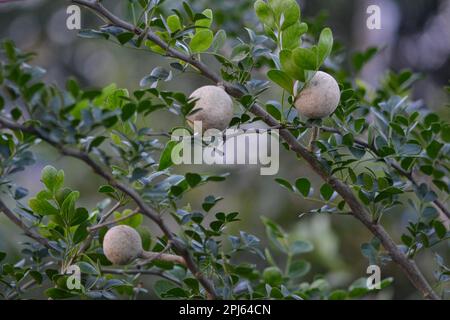 Obst der Saison in Bangladesch Stockfoto