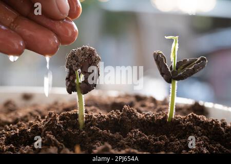 Baumsaaten wachsen in fruchtbarem Boden, und Bauern wässern die Bäume. Konzept des Naturschutzes. Stockfoto