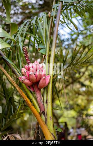 Musa velutina, allgemein bekannt als rosa Banane oder behaart Banane, mit reifem Obst Stockfoto