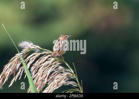 Zitting Cisticola oder streifenförmige Fantail-Warbler (Cisticola juncidis) im Großen Rann von Kutch in Gujarat, Indien Stockfoto