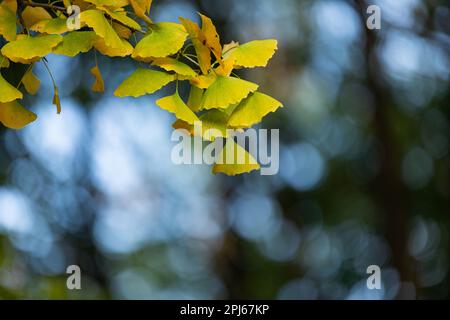 Ein Ast mit leuchtend grünlich-gelbem Ginkgo hinterlässt Bokeh-Lichter. Stockfoto